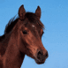 Galop 8