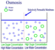 http://img6.xooimage.com/files/2/a/4/osmosis4-1ff91c1.gif