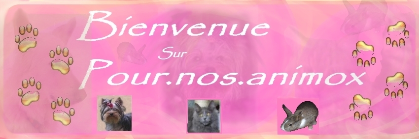 Pour.nos.animox : Le coin des animaux pour mieux les comprendre et les aimer Forum Index