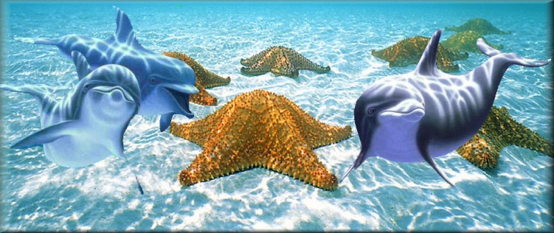 Chez les dauphins Forum Index