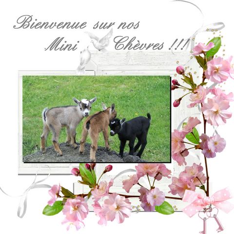 Nos mini chèvres Forum Index