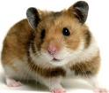 ***HAMSTER STORY*** Forum Index
