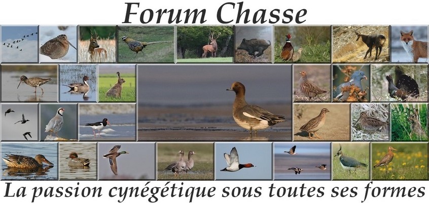 Forum Chasse Forum Index
