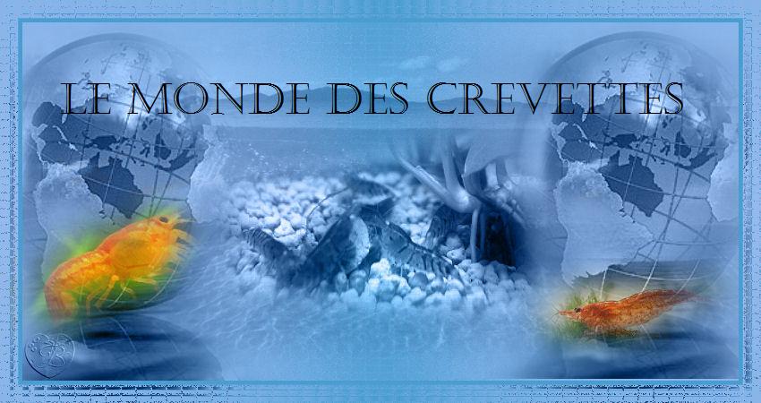Le monde des crevettes Forum Index