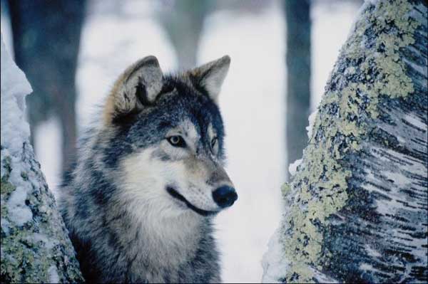 Defenseur des loups Forum Index
